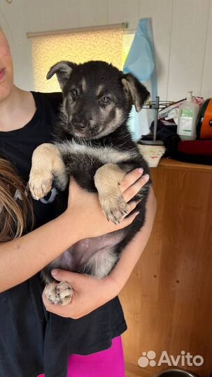 Немецкая овчарка метис Тайга 1.5 месяца