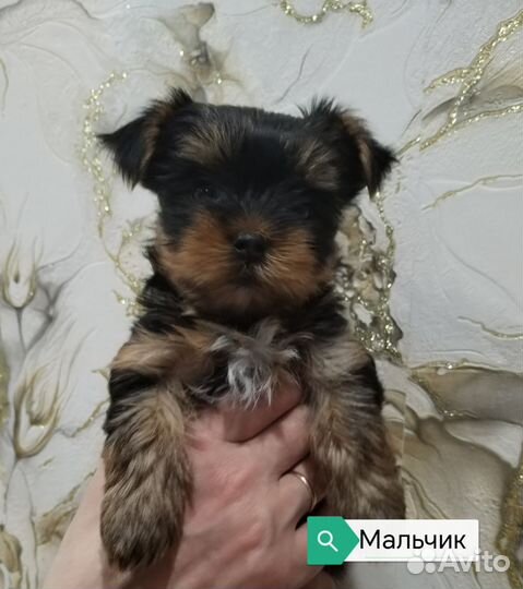 Йоркширский терьер щенки