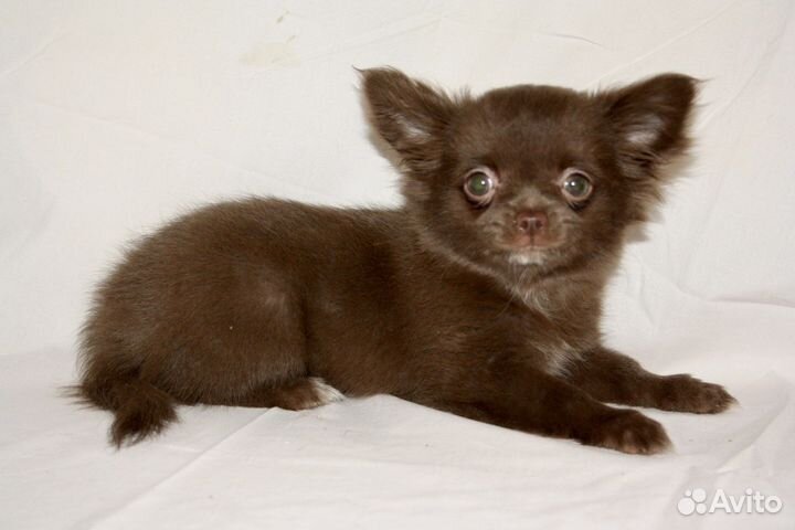 Девочка чихуахуа