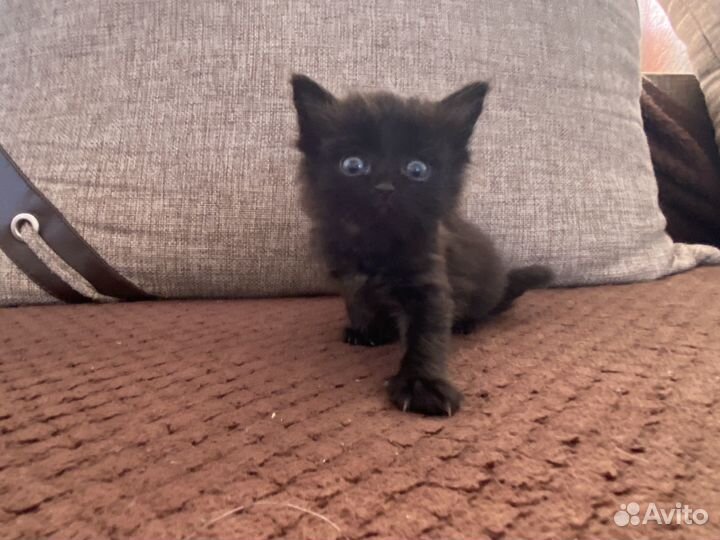 Продам котят трехцветные