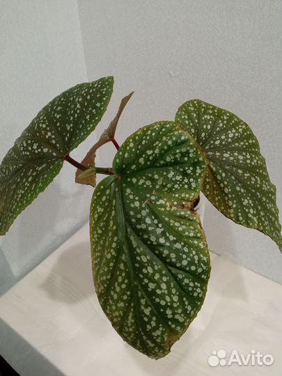 Цветы комнатные Обновляю периодически