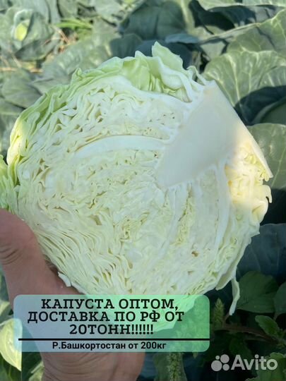 Капуста оптом от 20 тонн