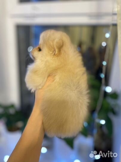 Померанский шпиц