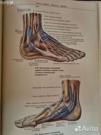Атлас анатомии человека синельников