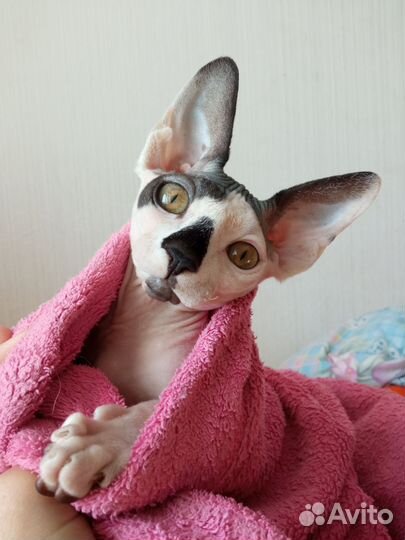 Канадский сфинкс