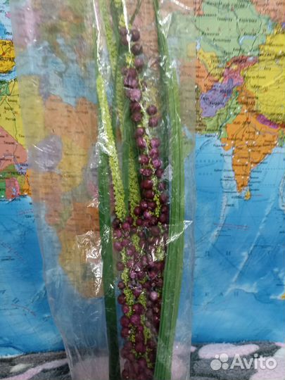 Декоративное растение