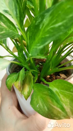 Спатифиллум gemini джемини