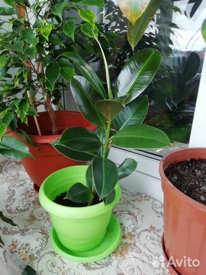 Комнатные растения