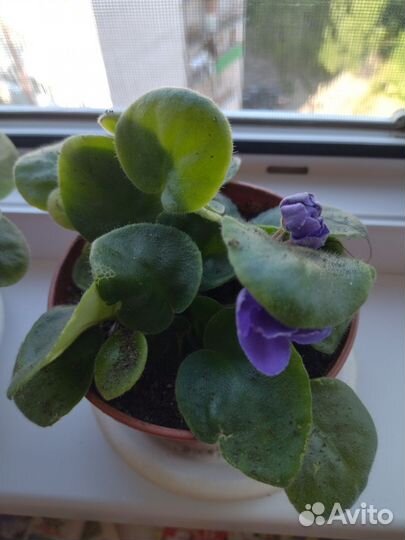 Комнатные цветы фиалки