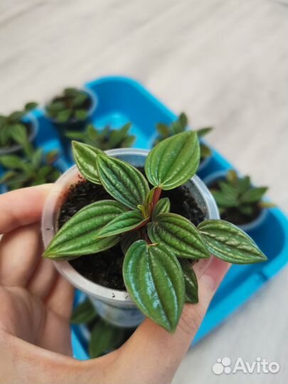 Пеперомия Россо (детки)