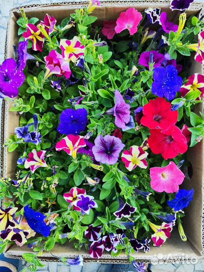 Колеус, бегония,петуния,сальвия, ампельная петуния
