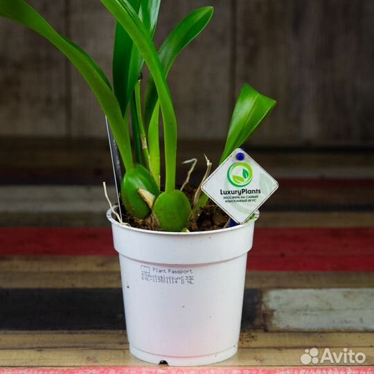 Орхидея Камбрия желтая