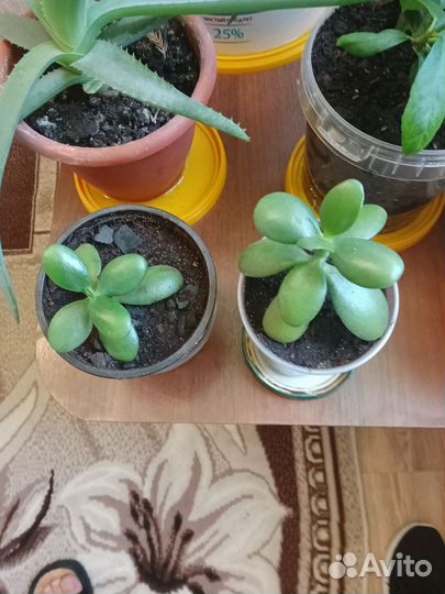 Продаю набор цветов алоэ 3шт.перец горький 5шт