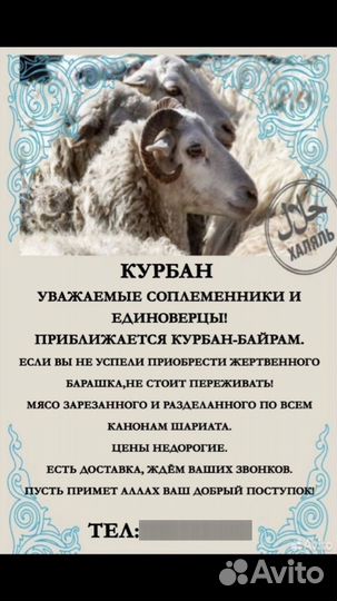 Бараны и овцы на курбан