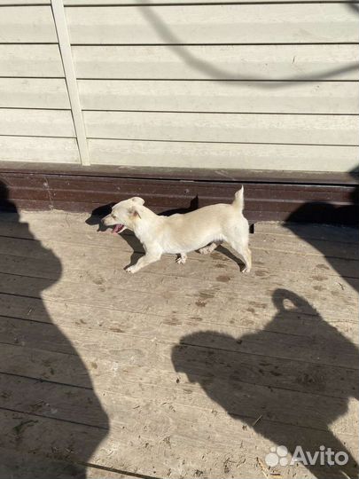 Маленькая собачка