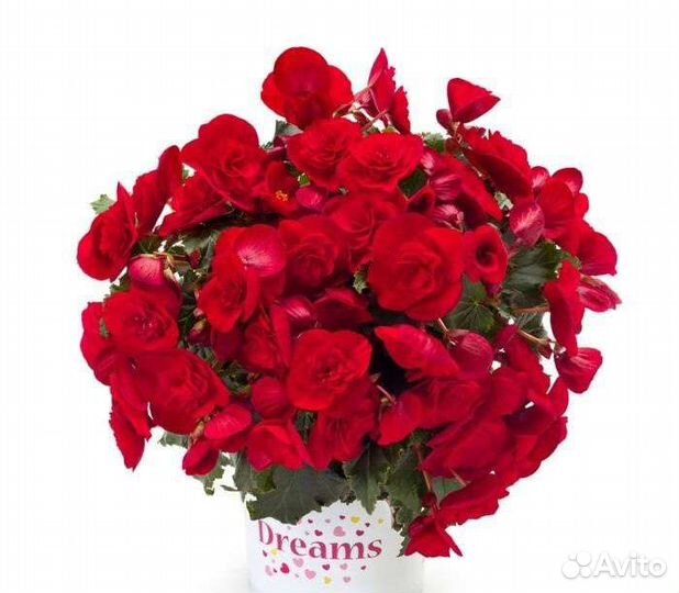 Бегония элатиор