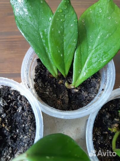 Хойя Pubicalyx royal Hawaiian purple