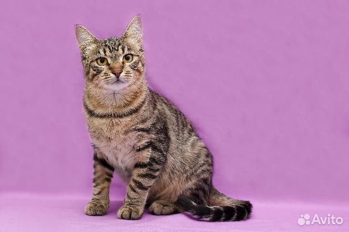 Кот Тишка в добрые ручки