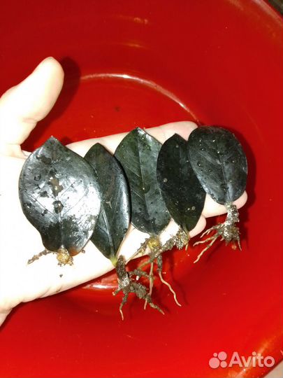 Замиокулькас черный равен