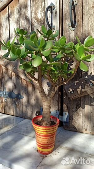 Денежные деревья (толстянка), домашние
