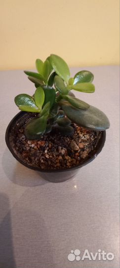 Красула овата минор