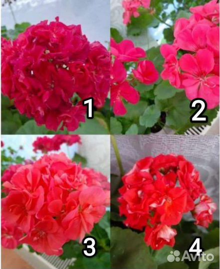 Герань пеларгония цветущее растение