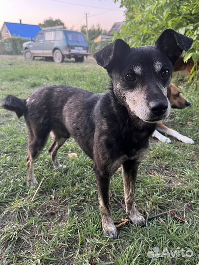 Собака в добрые руки отдам бесплатно