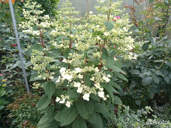 Гортензия метельчатая черенки