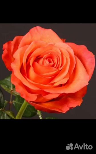 Кустовые розы