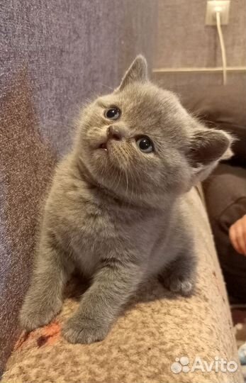 Британские котята
