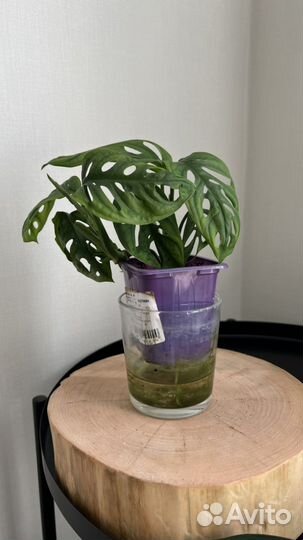 Монстера манки маск