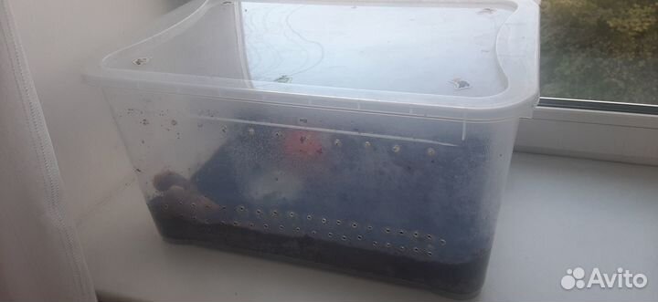 Улитки ахатины отдам с контейнером в добрые руки