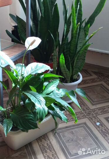 Комнатное растение. Спатифиллуми+антуриум
