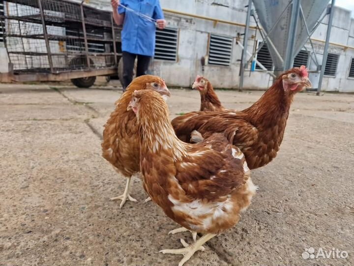 Куры молодки несушки