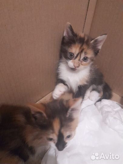 Кошка в дар бесплатно