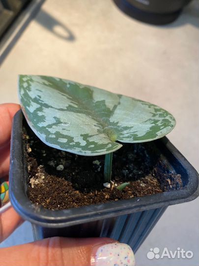 Сциндапсус пиктус треби