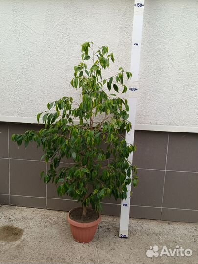 Комнатные домашние растения