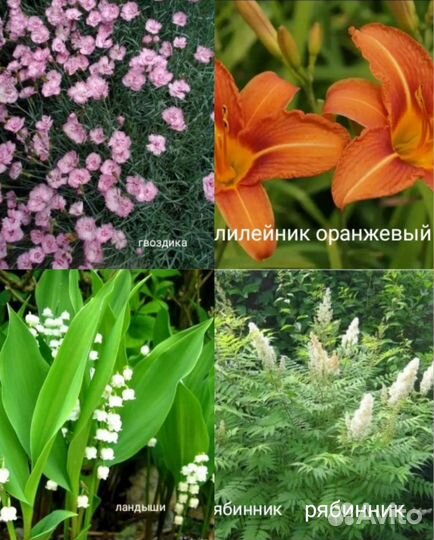 Цветы многолетние