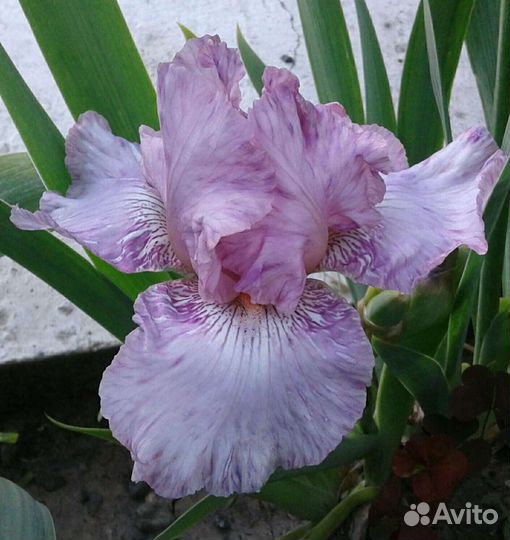 Ирисы бородатые