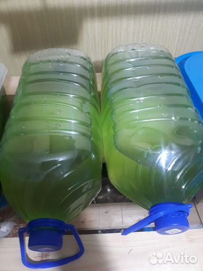 Удобрение живая суспензия хлореллы