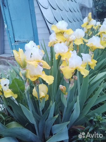 Ирисы сортовые