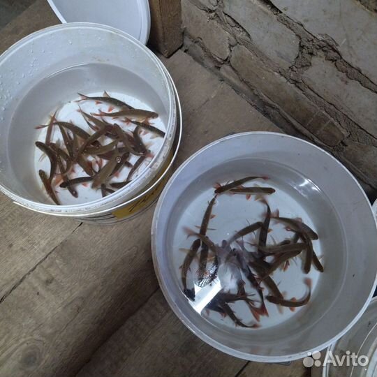 Живец сорога, краснопёрка