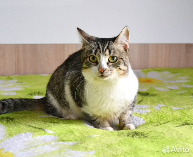 Котик в добрые руки