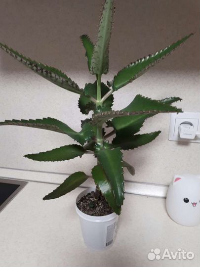 Каланхоэ лечебное