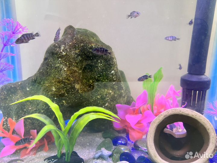 Цихлиды малавийские, псевдотрофеус Демасони