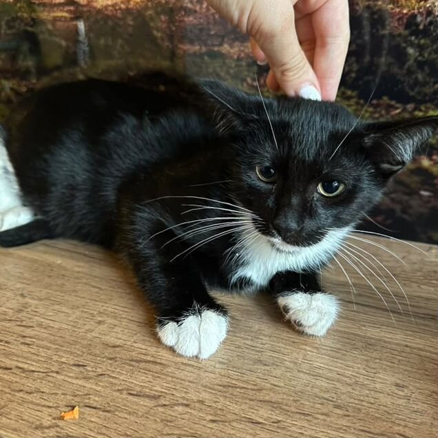 Котёнок в добрые руки