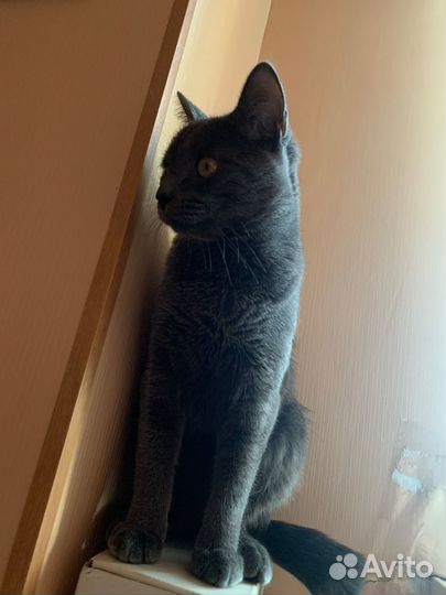 Котята в добрые руки бесплатно