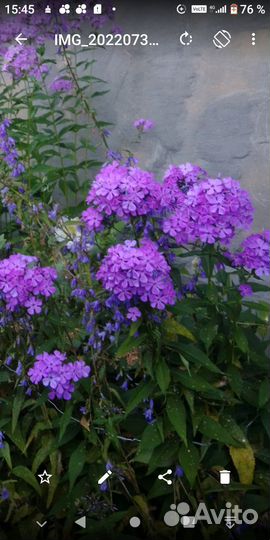 Садовые многолетники-3. Флоксы, ирисы и тд