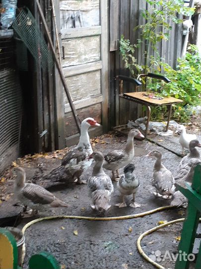 Утки шипуны