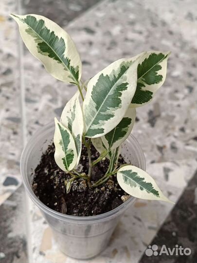 Фикус Бенджамина Твилайт